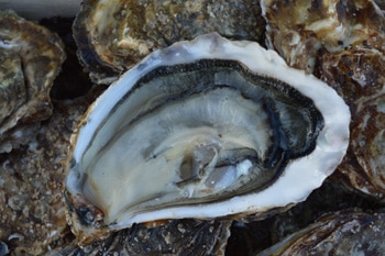 huitre-noirmoutier-jolly