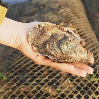 jolly-huitre-main-parc-ostreicole