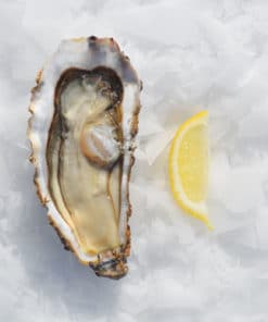 jolly-huitre-numero-0